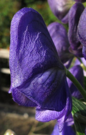 Aconitum15