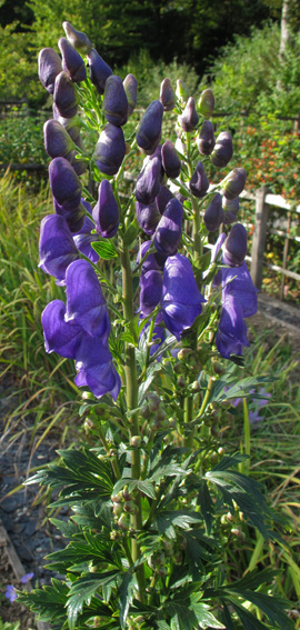 Aconitum13