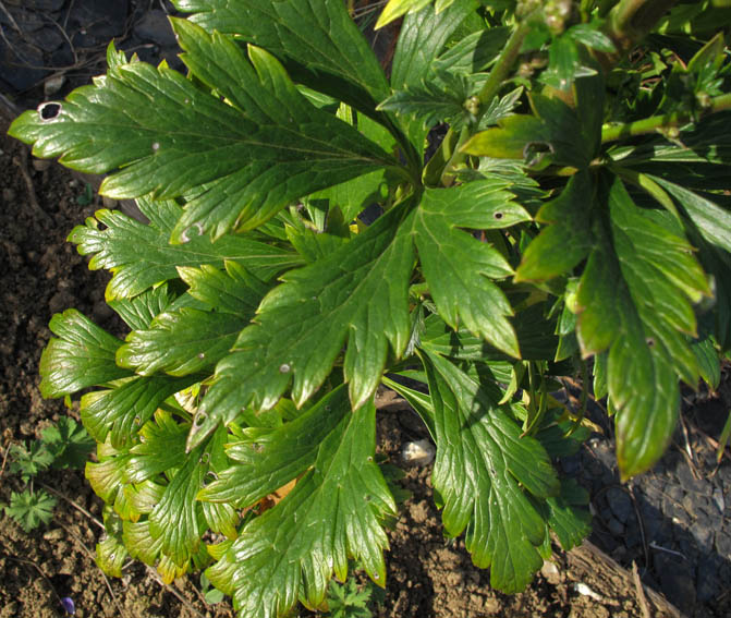 Aconitum14