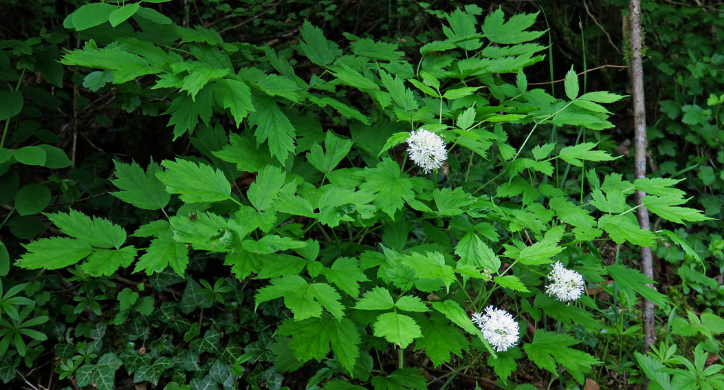 Actaea1