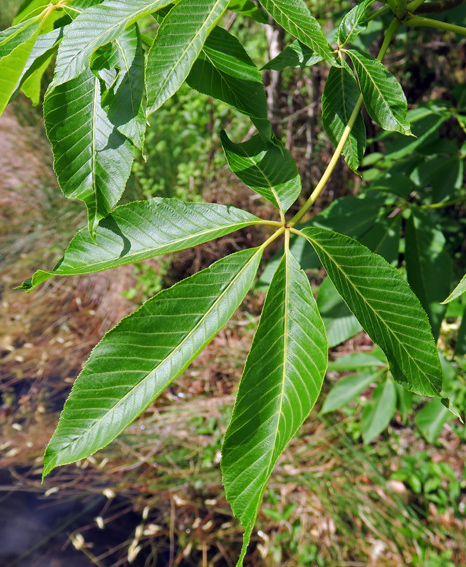 Aesculus6