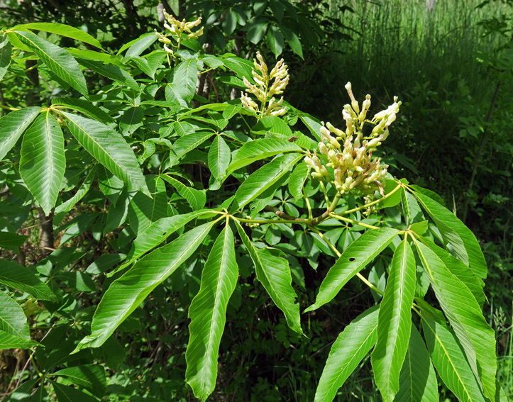 Aesculus6a