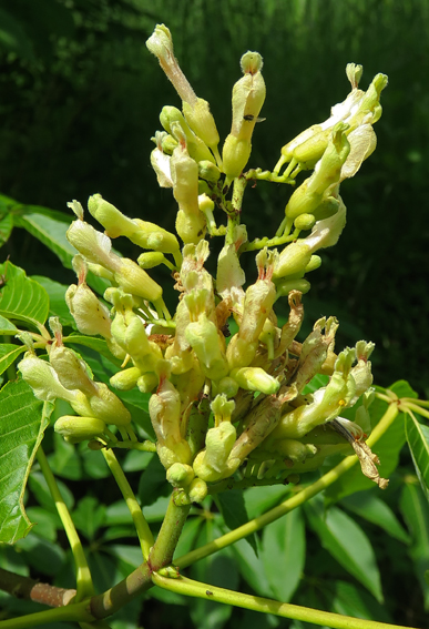 aesculus6b