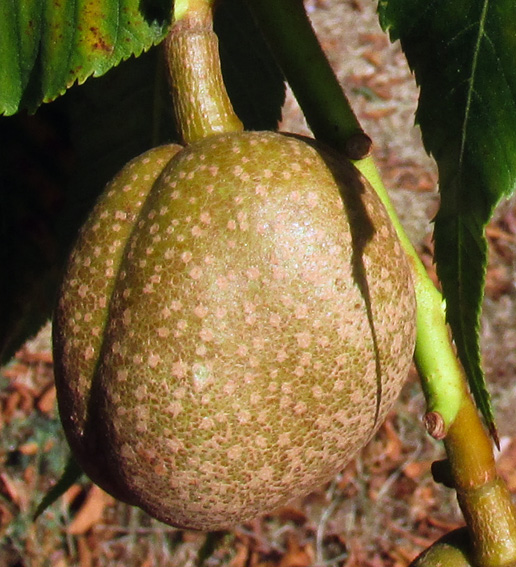 Aesculus8