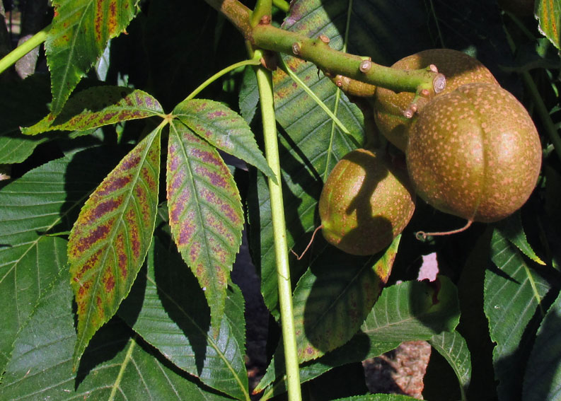 Aesculus7