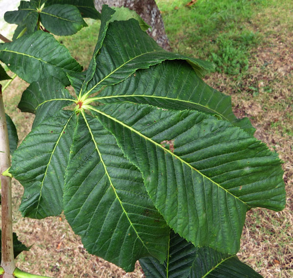 Aesculus11