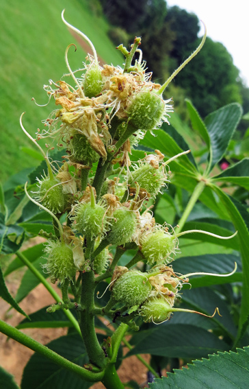 Aesculus10