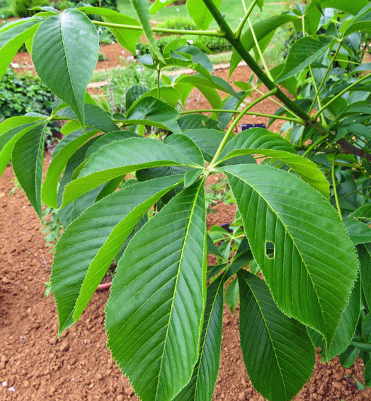 Aesculus9