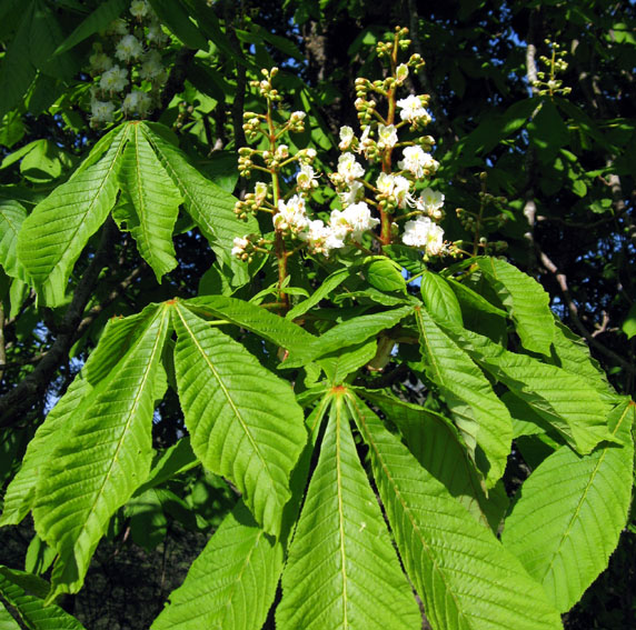 Aesculus1