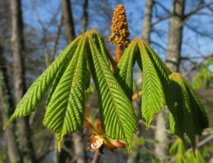 Aesculus0a