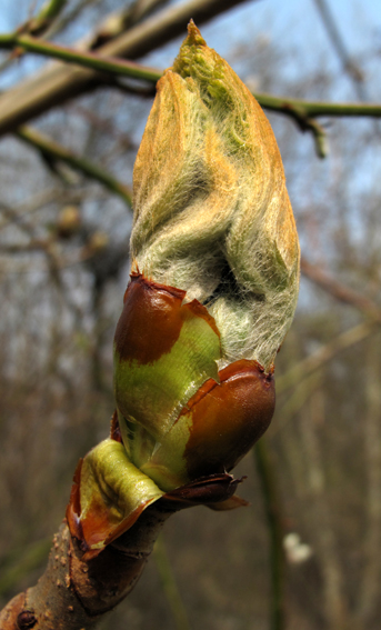 Aesculus0a