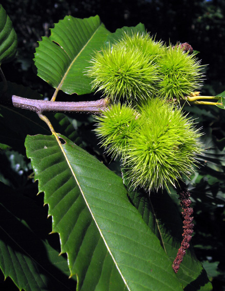 Castanea3