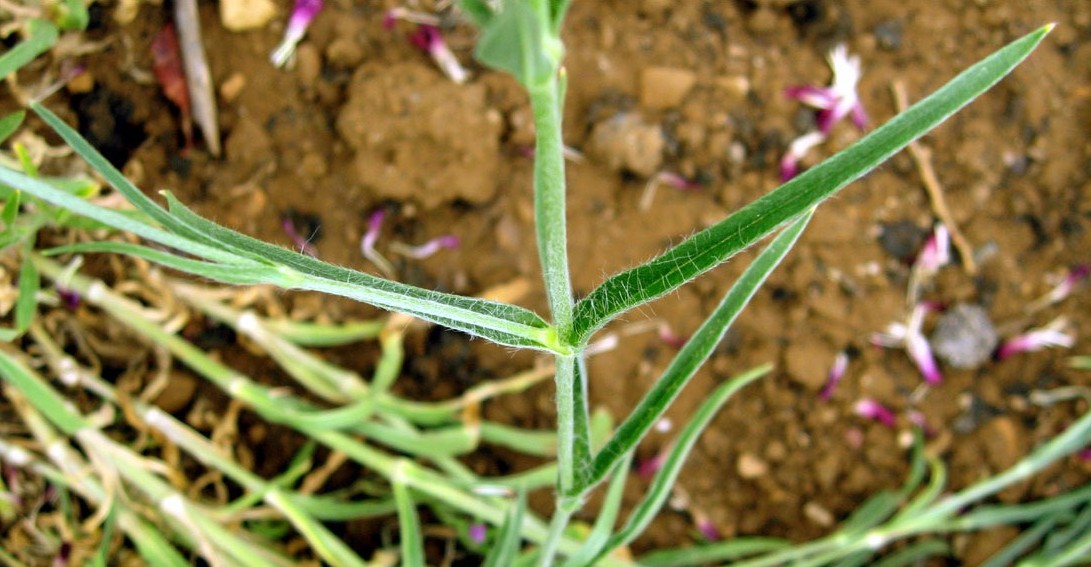 Agrostemma2