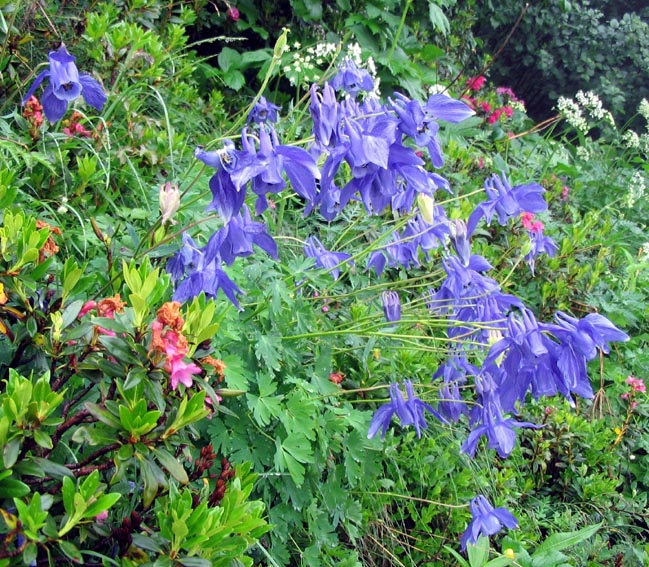 Aquilegia6