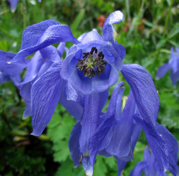 Aquilegia7