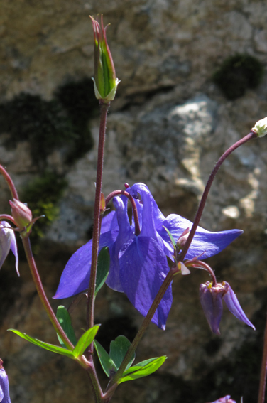 Aquilegia7a