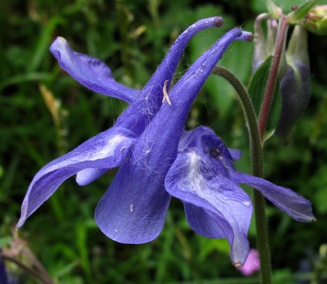 Aquilegia16