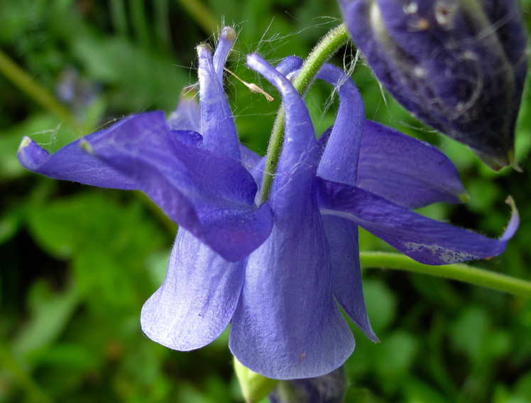 Aquilegia15