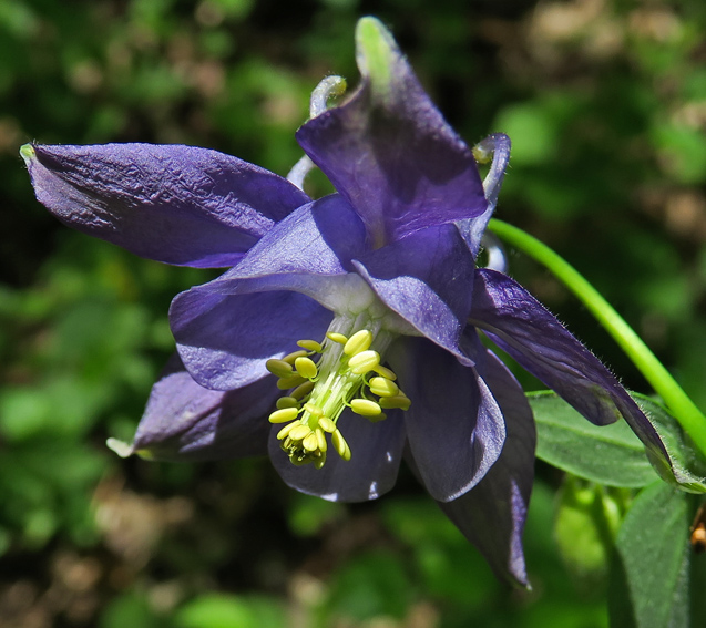 Aquilegia4