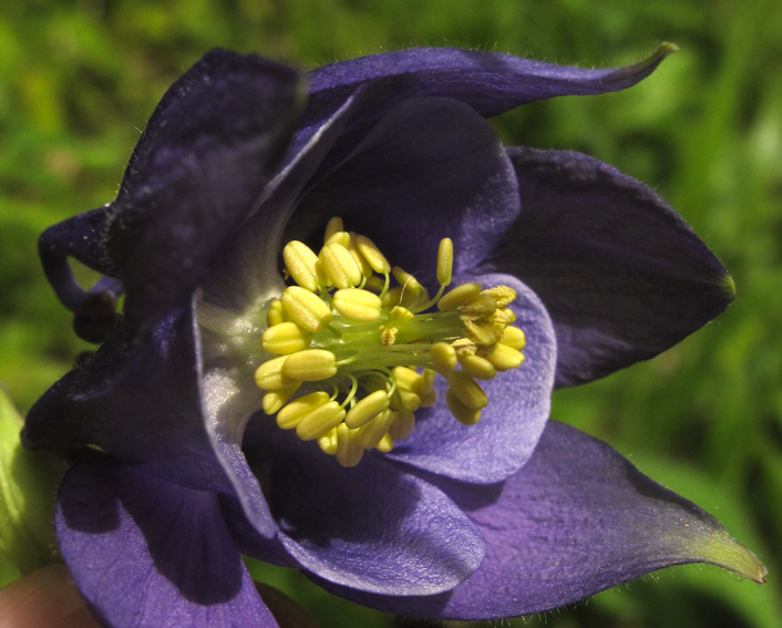 Aquilegia4b