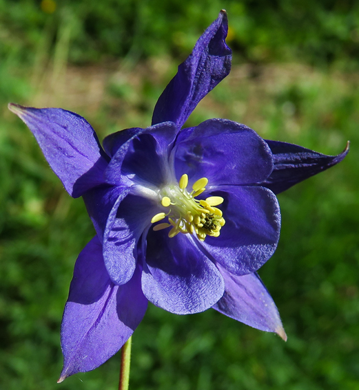 Aquilegia5b