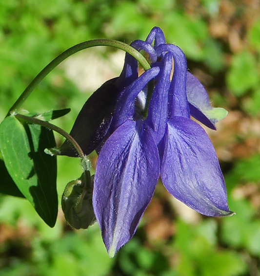 Aquilegia3