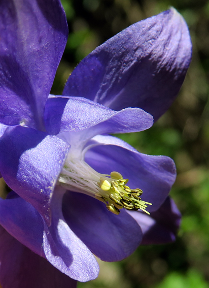 Aquilegia4a