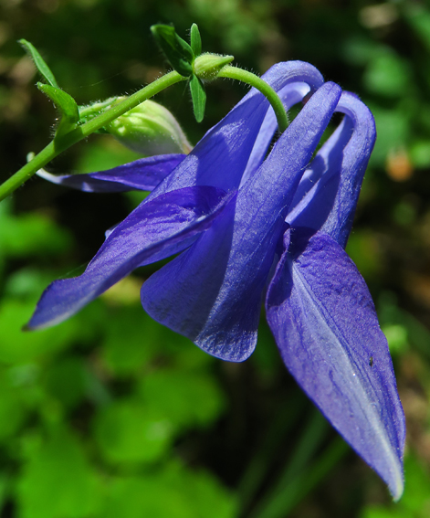 Aquilegia5a