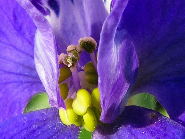 Delphinium7