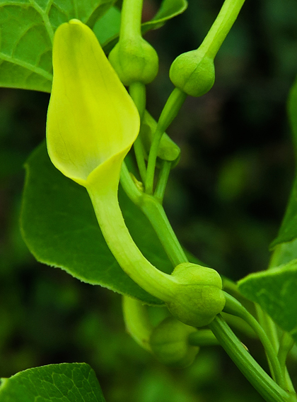 Aristolochia4