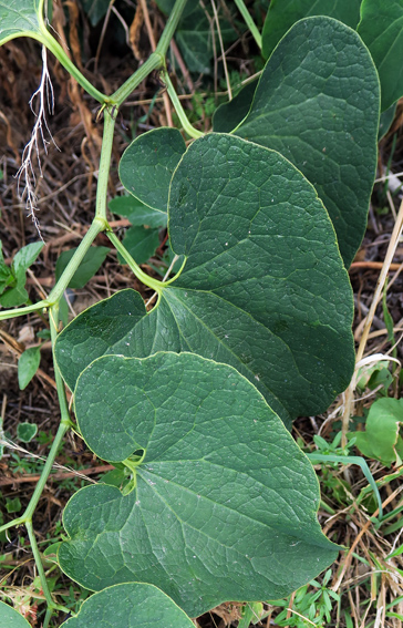 Aristolochia1a