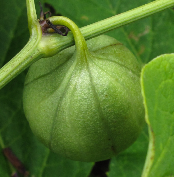 Aristolochia6