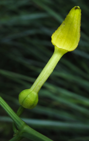 Aristolochia5