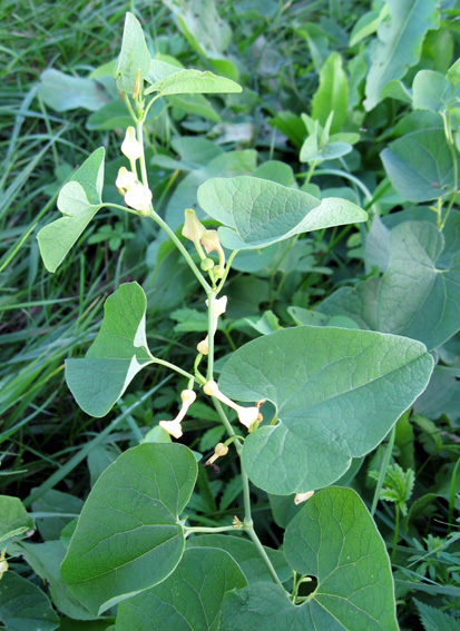 Aristolochia1