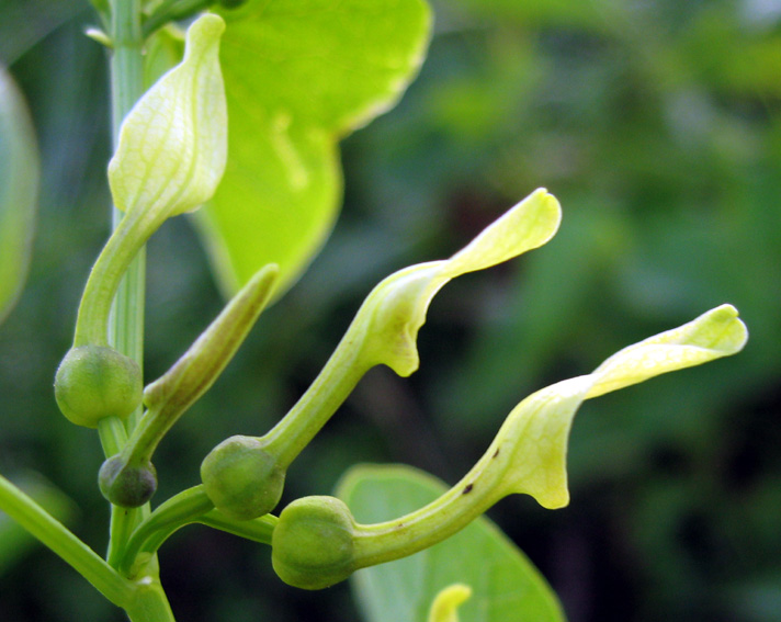 Aristolochia3