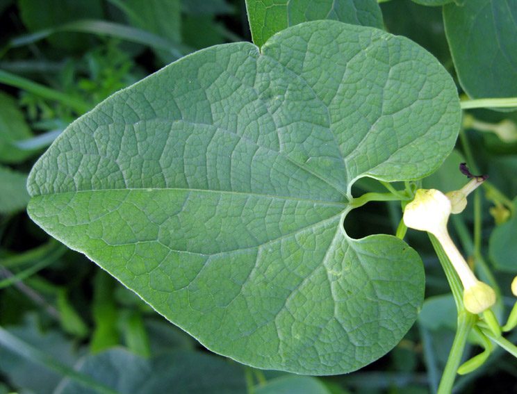 Aristolochia2