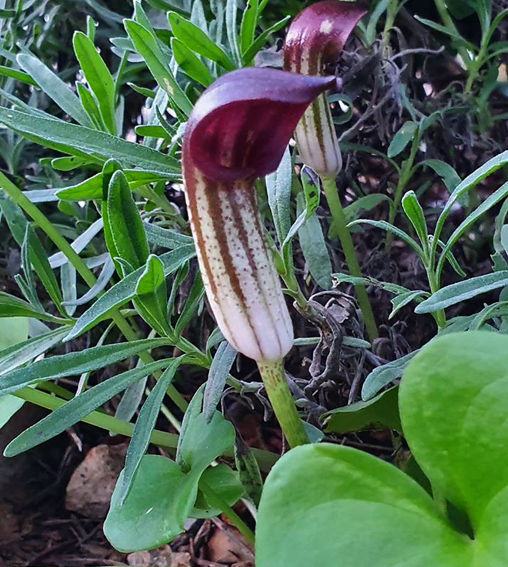 Arisarum1