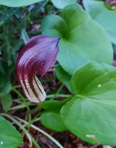 Arisarum2