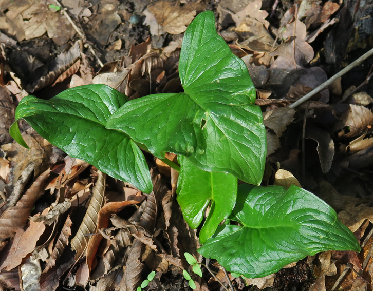 Arum0