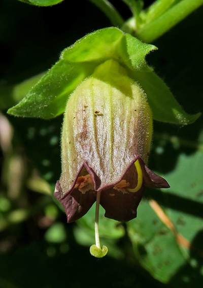 Atropa4