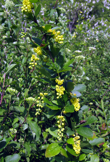 Berberis3