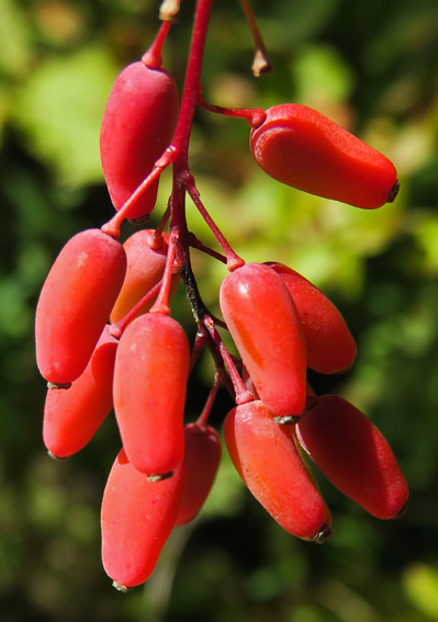 Berberis5