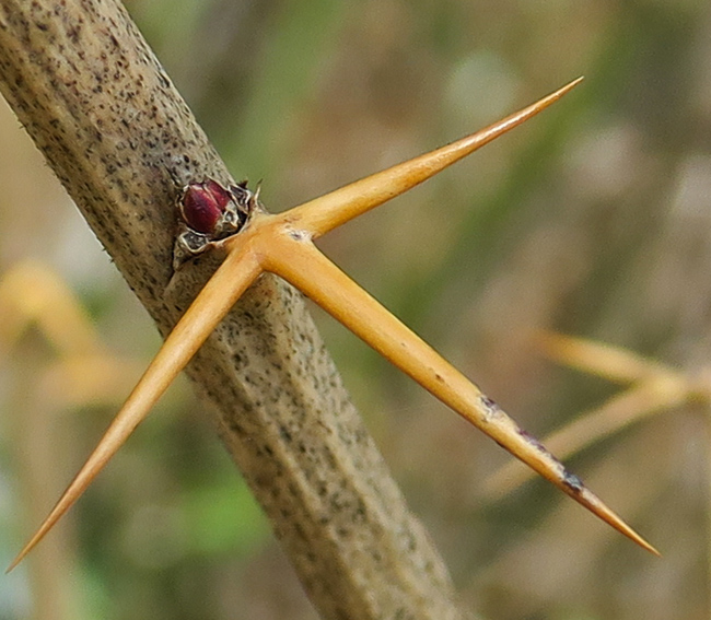 Berberis2