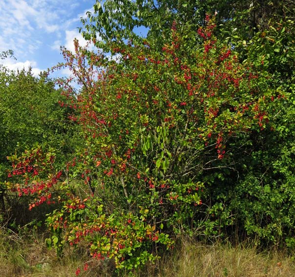 Berberis5b