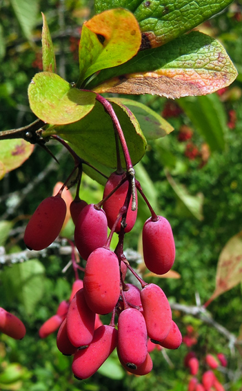 Berberis5c