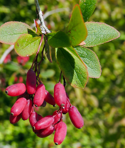 Berberis5d