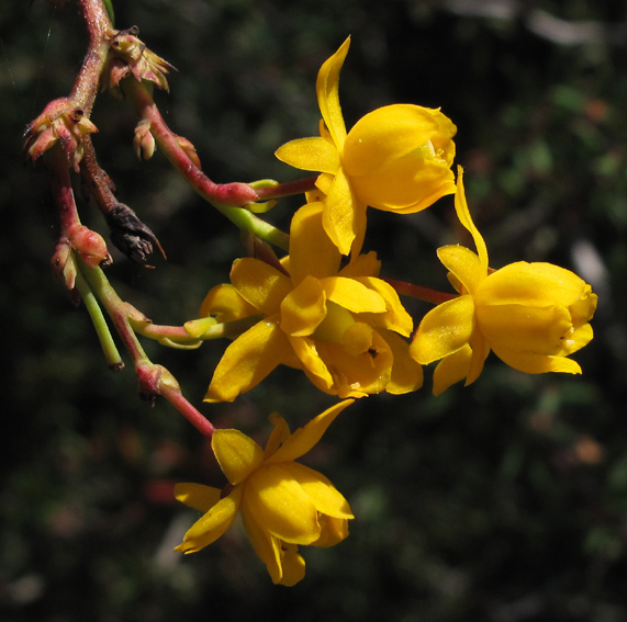 Berberis9