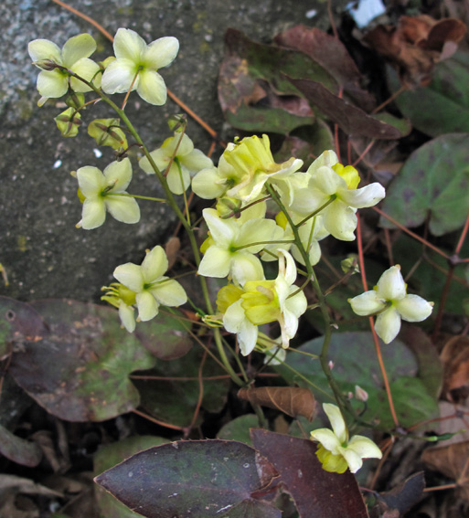 Epimedium1