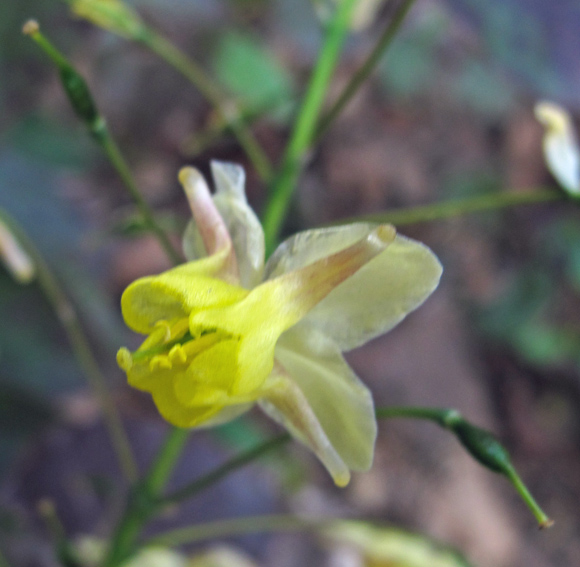 Epimedium3