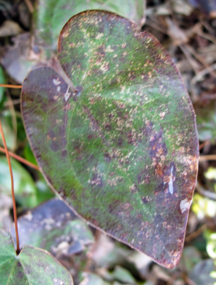 Epimedium2